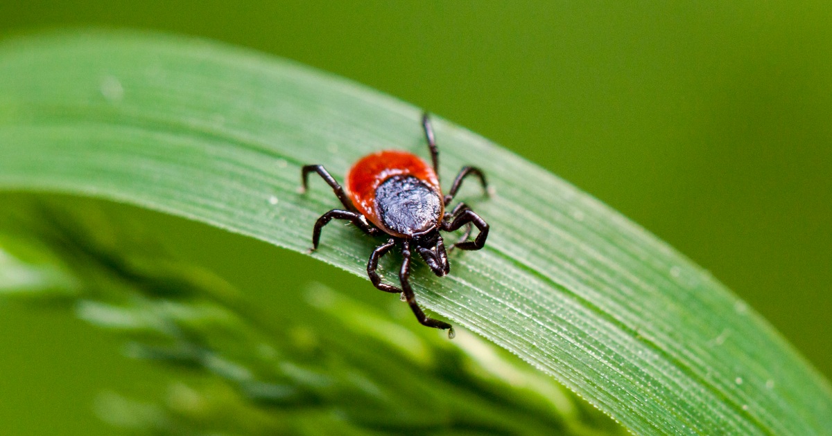 NBC News image for Rare type of Lyme disease found for the first time in New York - NBC News