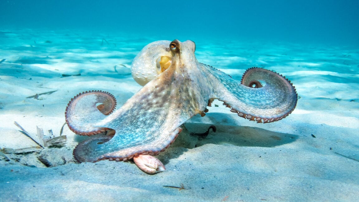 Ars Technica image for Oldest octopus fossil found to not be an octopus - Ars Technica