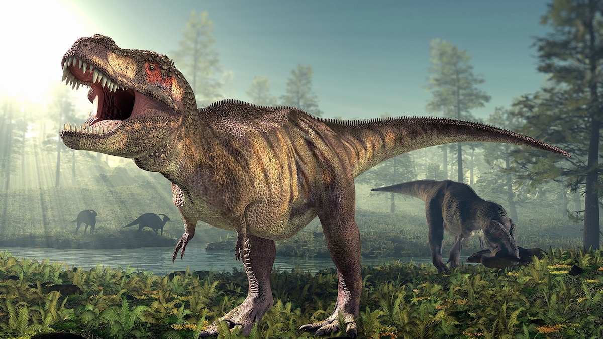 National Geographic image for Can You Draw a T. Rex Correctly? - nationalgeographic.com