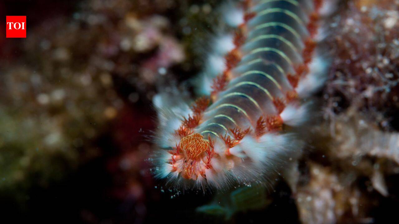 The Times of India image for Scientists have found an ancient sea worm with jaws made from a mysterious 'bio-metal' never encountered - The Times of India