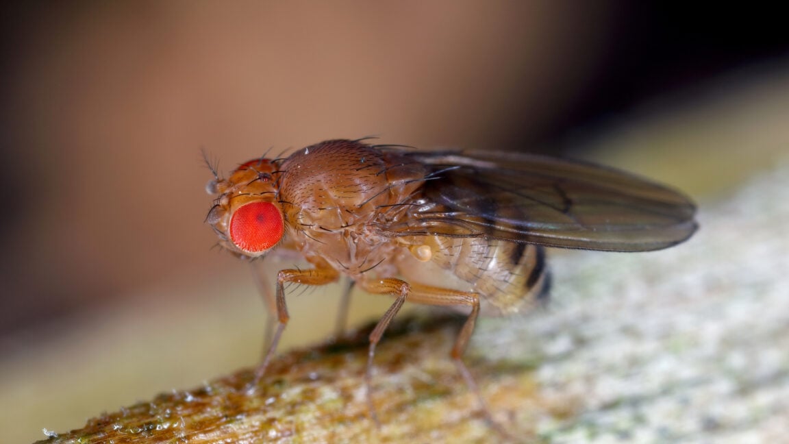 Ars Technica image for Fruit flies remember their larval diet, which influences their longevity - Ars Technica