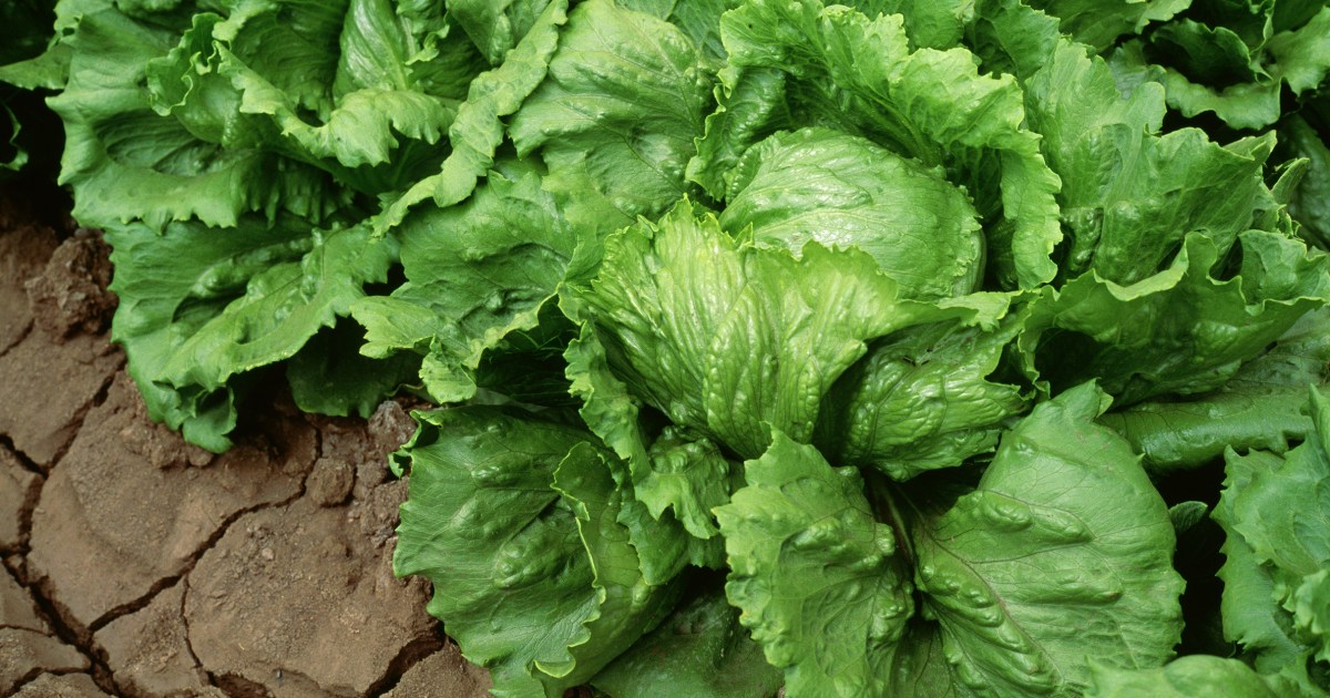 NBC News image for Taylor Farms recalls iceberg lettuce amid cyclosporiasis outbreak - NBC News