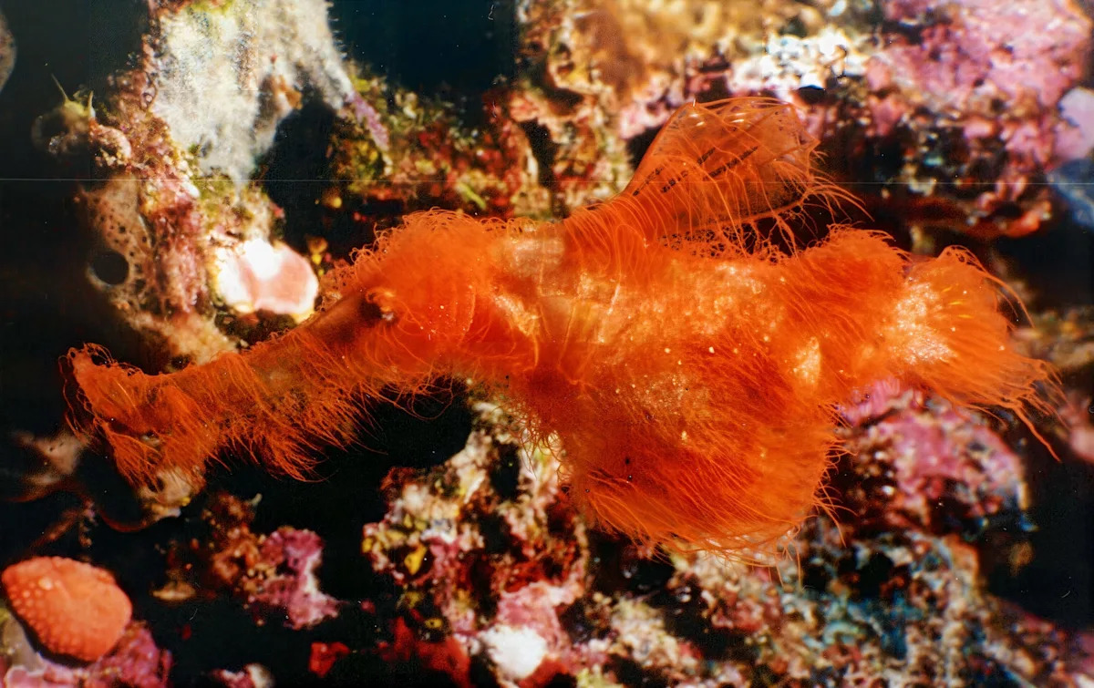 National Geographic image for Scientists just discovered the Snuffleupagus of the sea - Yahoo