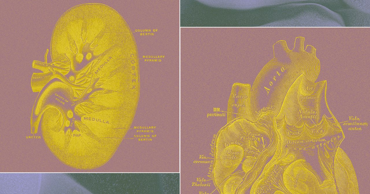 Wired image for A Billionaire-Backed Startup Wants to Grow 'Organ Sacks' to Replace Animal Testing - WIRED