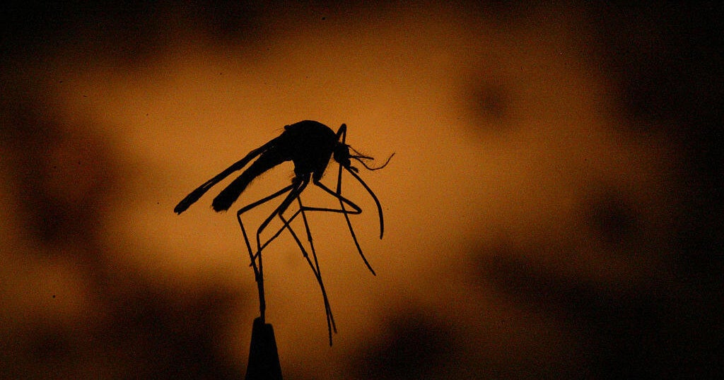 CBS News image for 2 airport workers die of malaria from mosquito on plane in Germany, 4 others sickened - CBS News