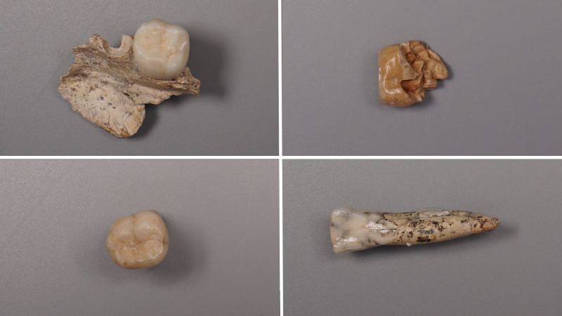 CNN image for What proteins in prehistoric teeth reveal about Stone Age sex between early human species - CNN