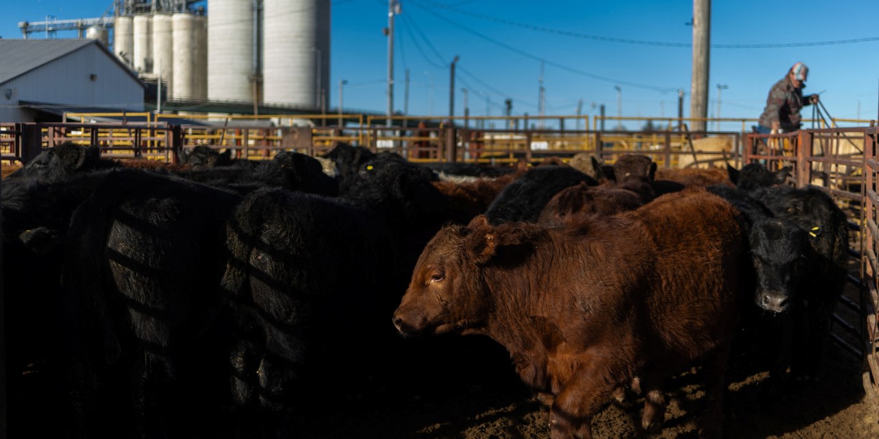 The Wall Street Journal image for Exclusive | Tyson Foods to Exit More Beef Plants, With Cattle in Short Supply - WSJ