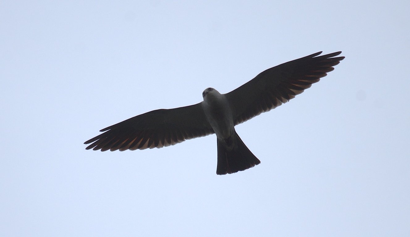 The Washington Post image for A teen spotted a rare pair of birds in D.C. Then came another surprise. - The Washington Post