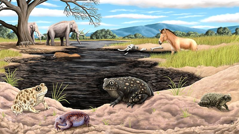 CNN image for Newly discovered oddball amphibian fossils could reveal clues about the prehistoric LA climate - CNN