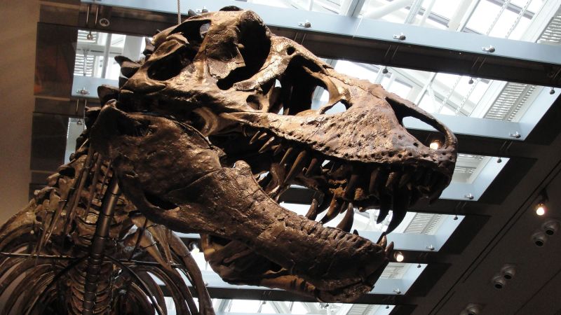CNN image for T. rex’s teeth reveal the dinosaur’s body temperature for the first time - CNN