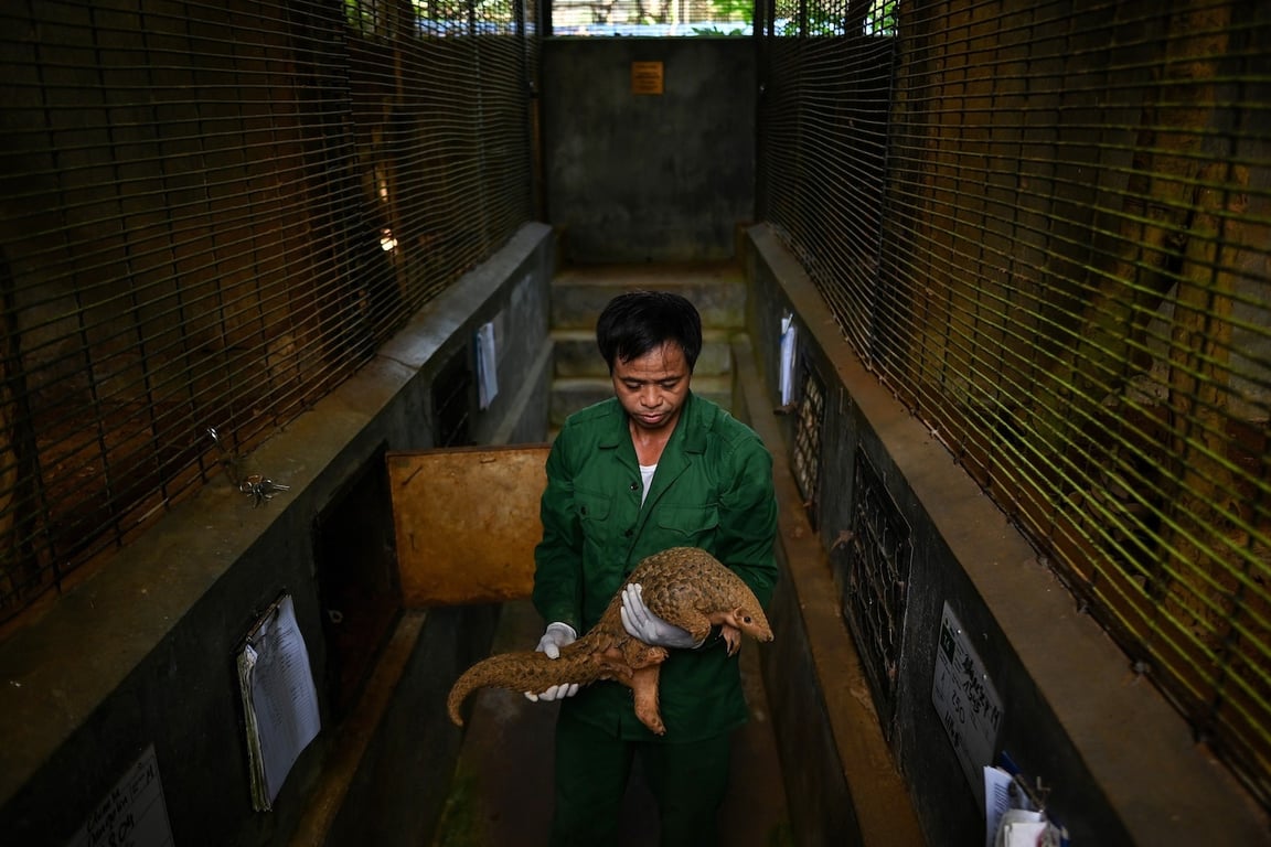 The Washington Post image for Here’s how the wildlife trade is fueling disease outbreaks across the globe - The Washington Post