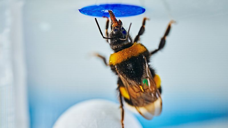 CNN image for Are bumblebees as smart as chimps? A new problem-solving experiment makes the case - CNN