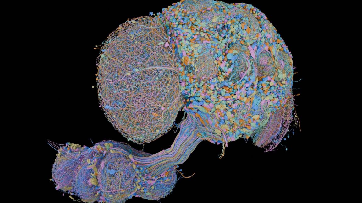 Ars Technica image for Brain of a male fly completely mapped, joins earlier map of a female brain - Ars Technica
