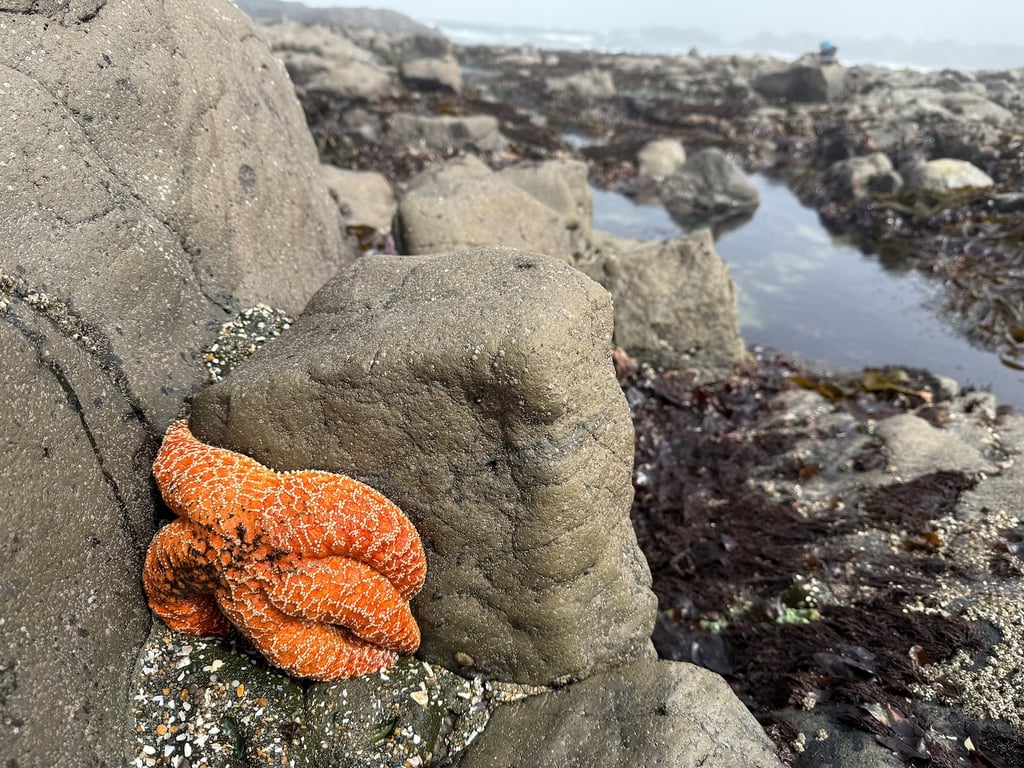 The Washington Post image for After massive die-off of sea stars, biologist sees a surprising ‘baby boom’ - The Washington Post