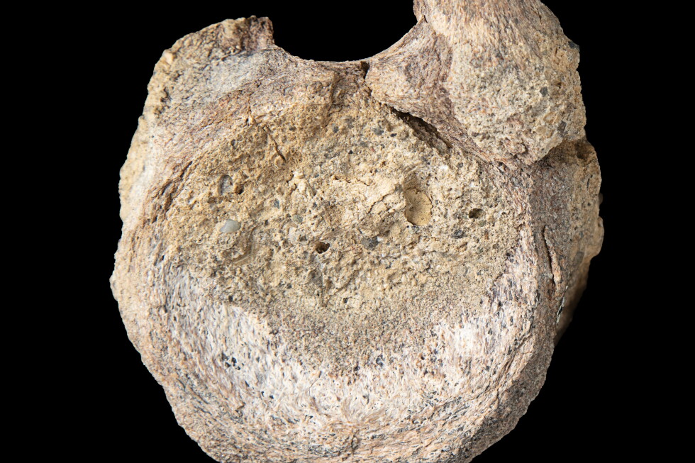 Associated Press image for A rare dinosaur fossil from Antarctica is found tucked away in a drawer - AP News