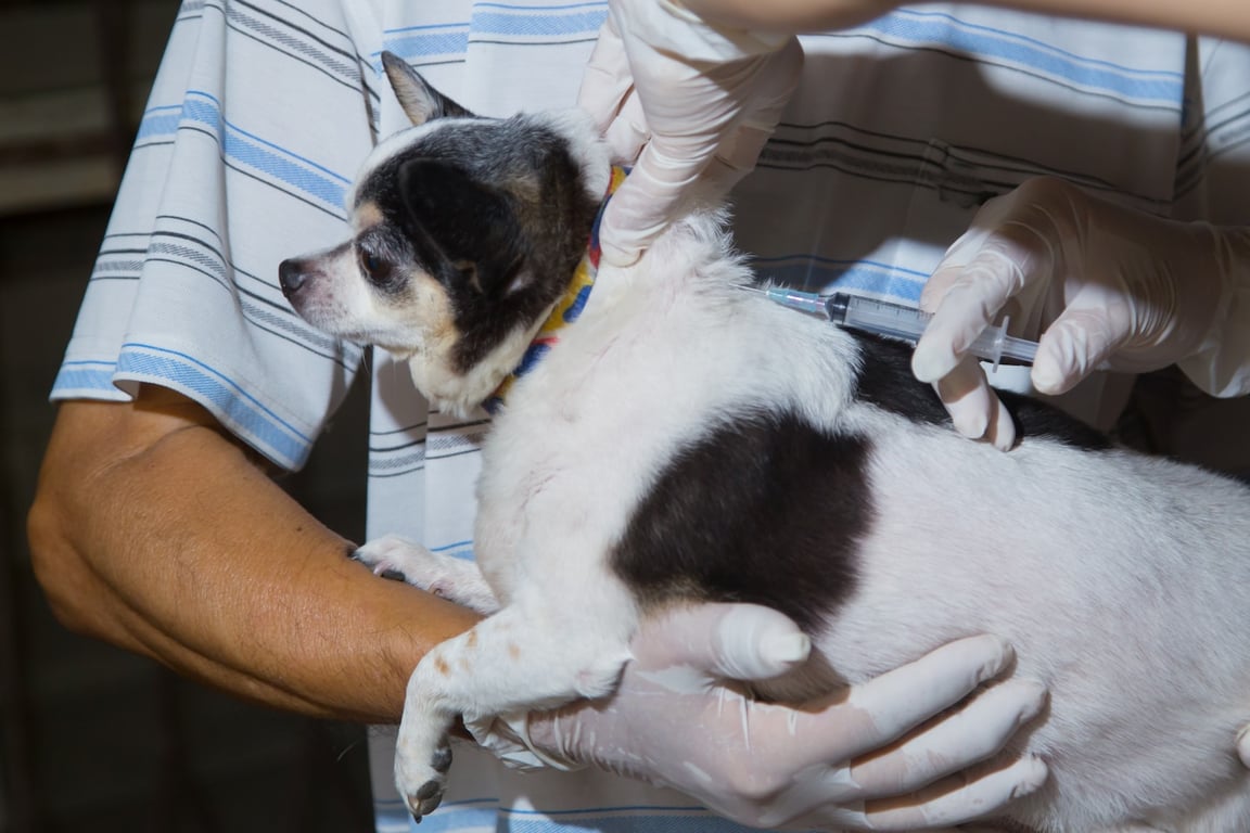 The Washington Post image for Ask a Vet: Five dog vaccines you shouldn’t skip - The Washington Post