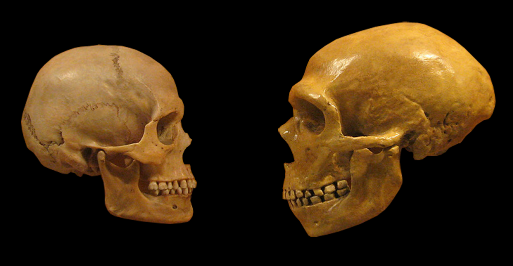Ars Technica image for Neanderthal brains measure up to ours—literally - Ars Technica