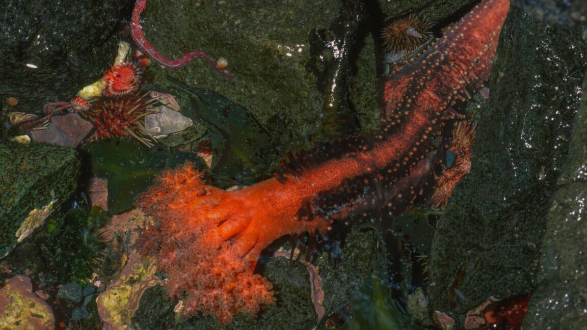 Ars Technica image for Severed sea cucumber appendages don't seem to die - Ars Technica