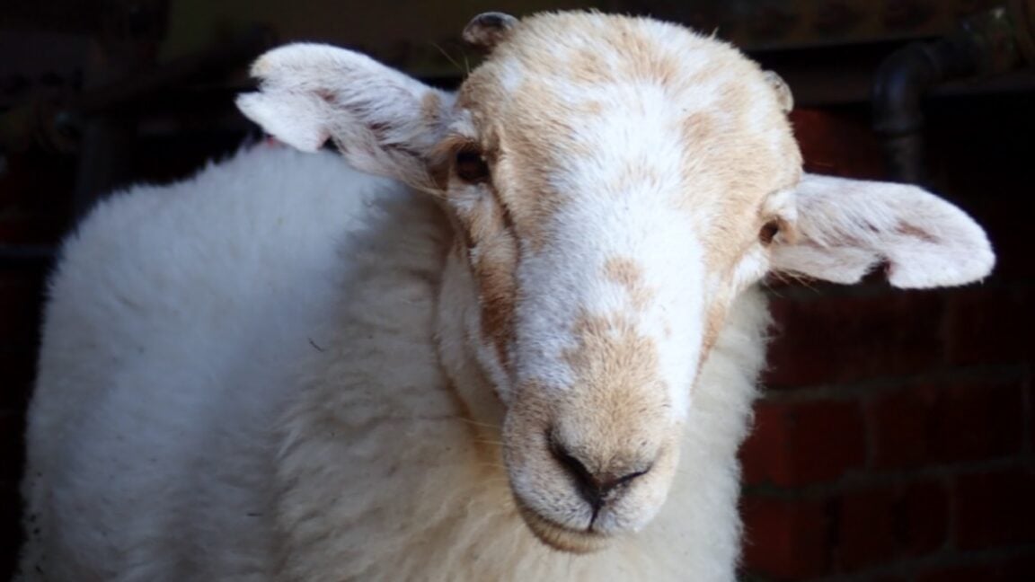 Ars Technica image for Medieval manuscripts are "biological time capsules" for deadly sheeppox virus - Ars Technica