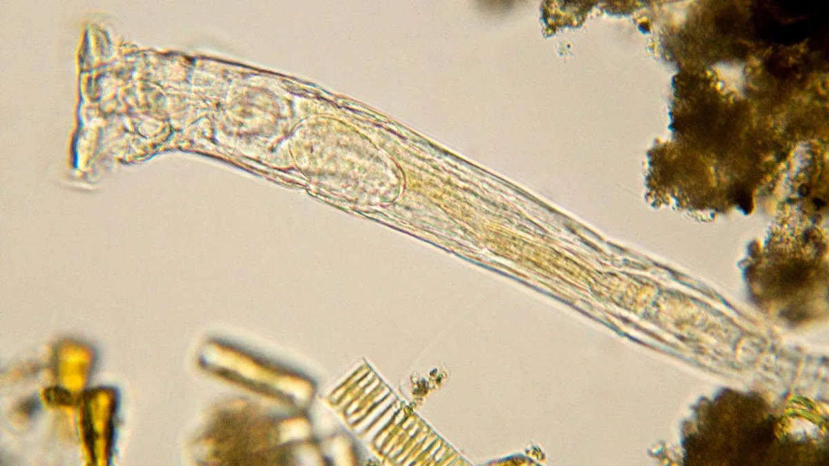 Fox News image for Scientists revive ancient 24,000-year-old ‘zombie worm’ from Arctic ice — then it reproduced - Yahoo