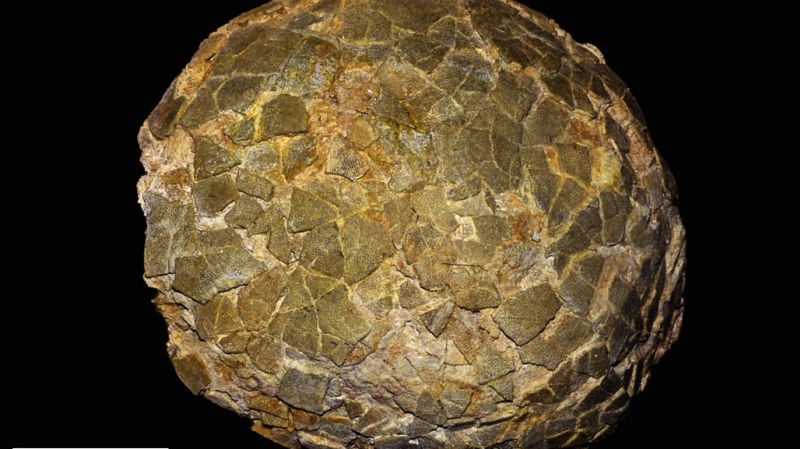 CNN image for Fossilized eggs of the largest known dinosaurs have been unearthed in an unexpected place - CNN