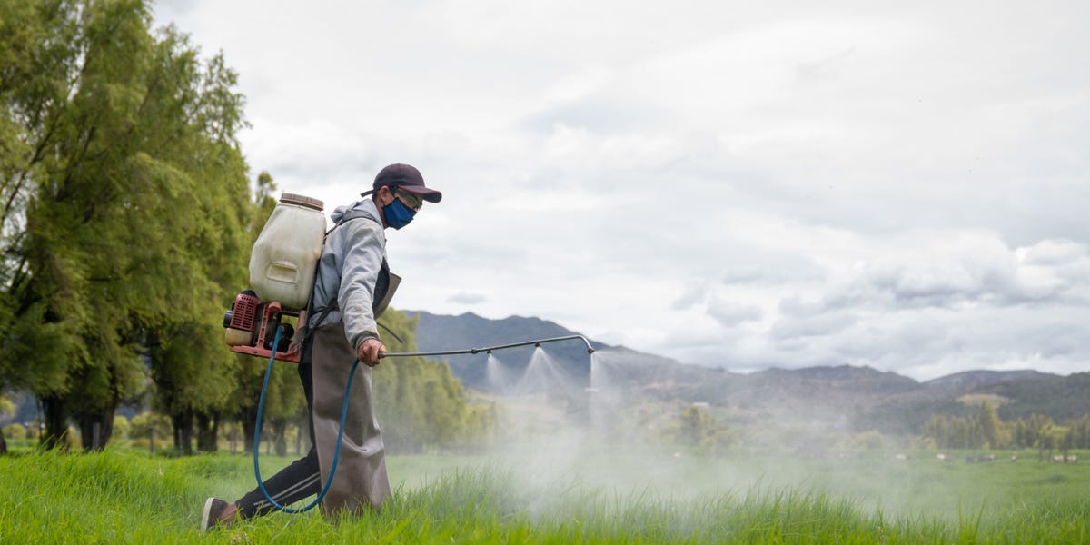 Business Insider image for Why are young people getting colon cancer? A common weed killer may be linked, scientists say - Business Insider