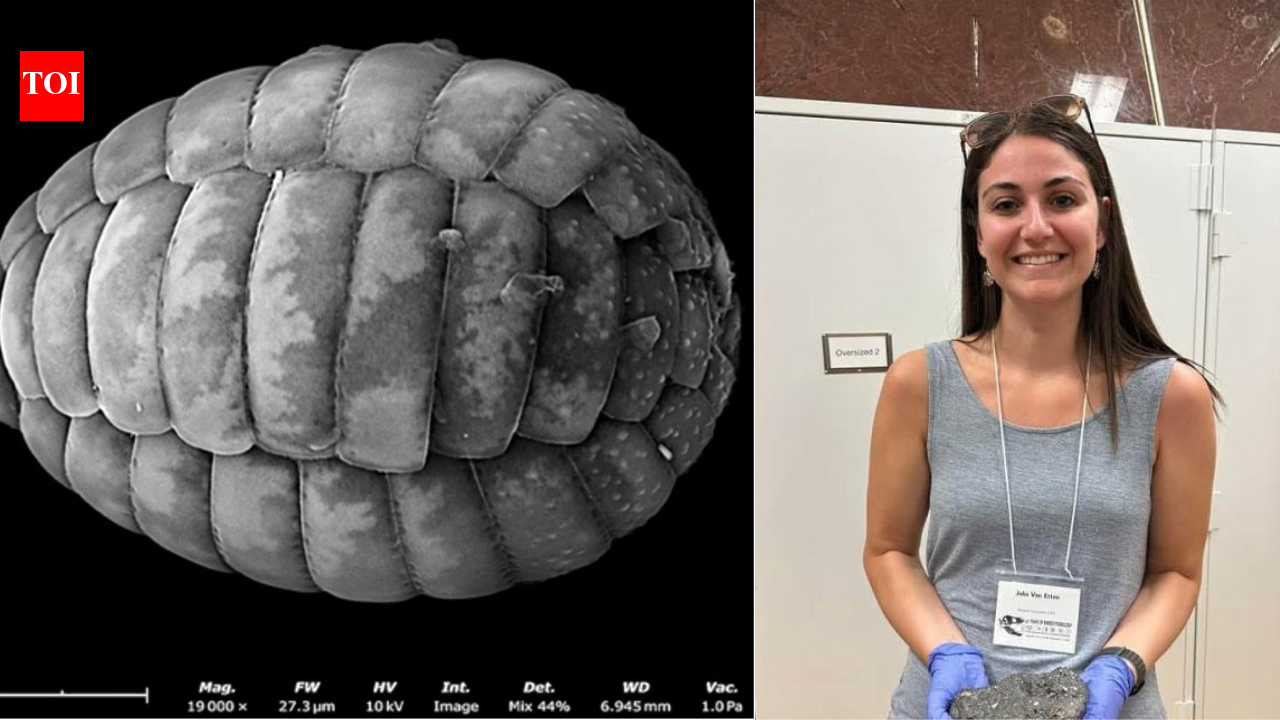 The Times of India image for A scientist turned an $80 motel room into a makeshift lab; then she discovered two new species of microsc - The Times of India