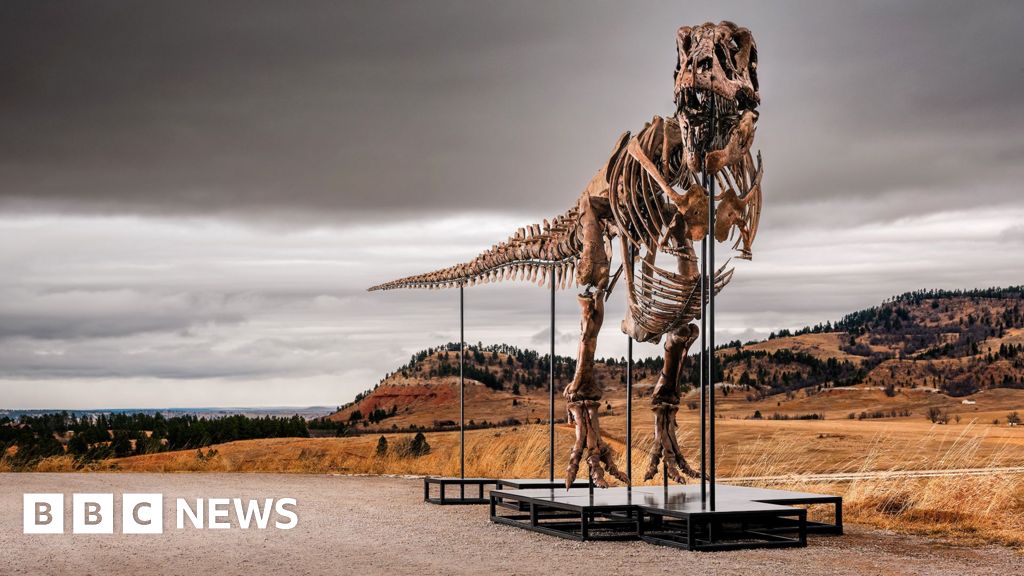 BBC News image for T. rex fossil could become most expensive dinosaur ever sold - BBC