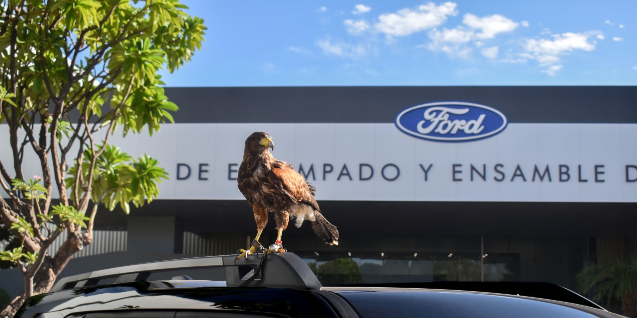 The Wall Street Journal image for Ford’s Latest Employee of the Month is a Hawk Named ‘El Charro’ - WSJ