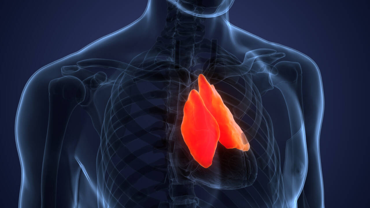 The Times of India image for A forgotten immune organ in your chest may predict how long you live, with AI scans linking healthier thy - The Times of India