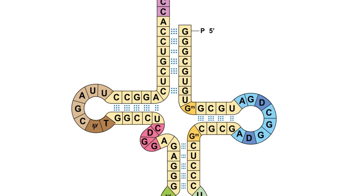 Ars Technica image for Researchers get two genetic codes to work at the same time - Ars Technica