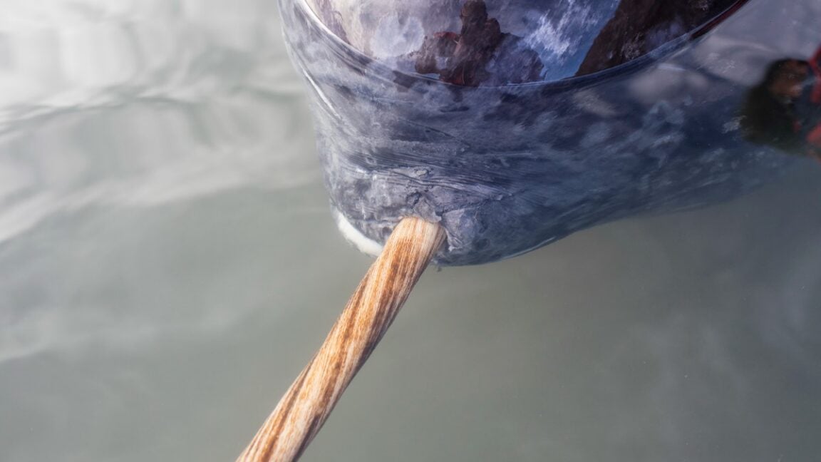 Ars Technica image for X-rays add new twist to narwhal’s spiral tusk - Ars Technica