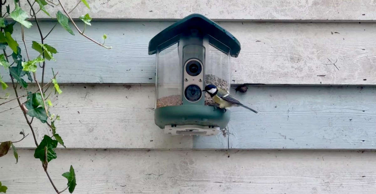 The Verge image for My brief romance with an AI bird feeder - The Verge