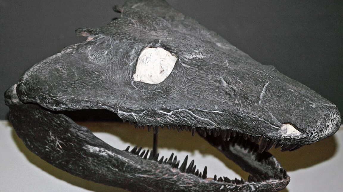 Ars Technica image for Early land animals skipped the tadpole phase - Ars Technica