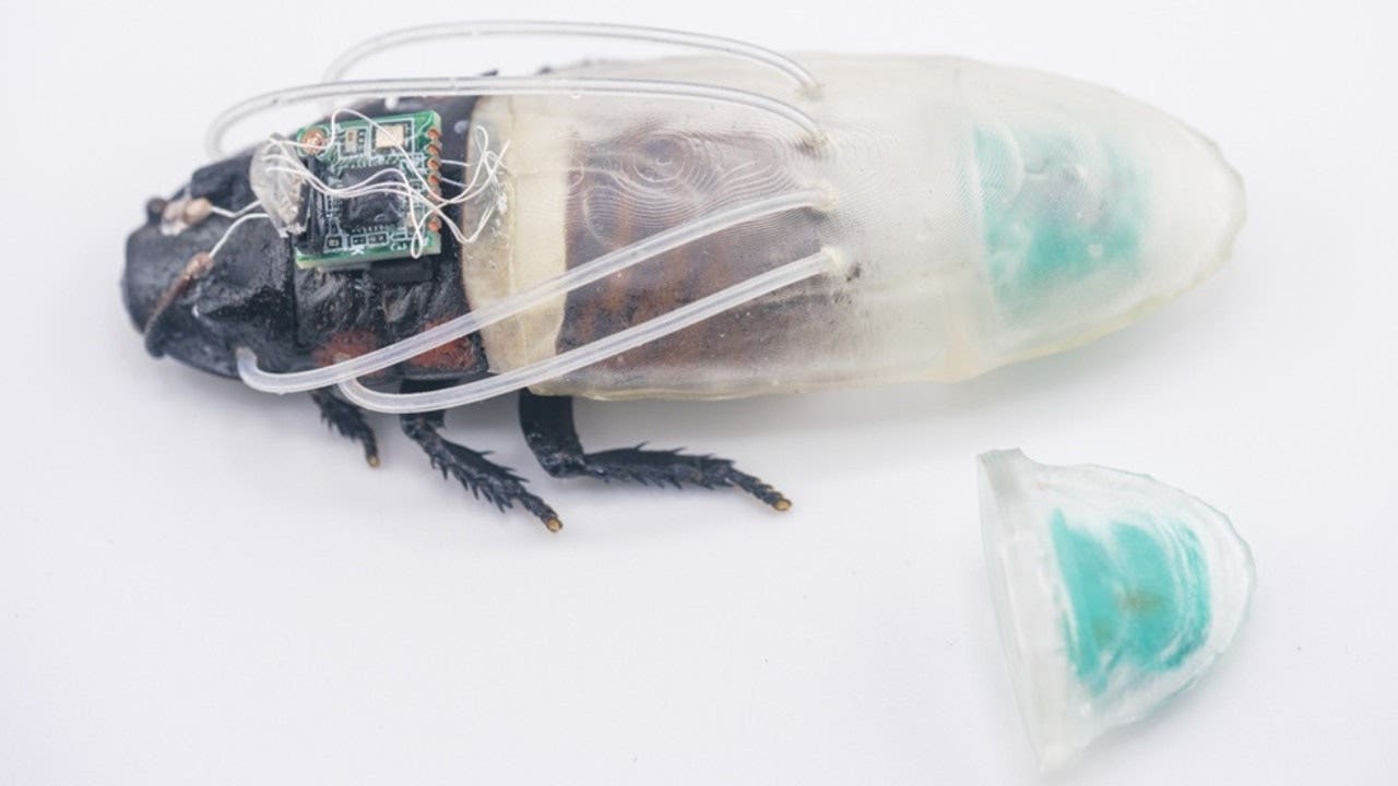 Fox News image for Rescue robot of tomorrow may be a cockroach in scuba suit - Fox News