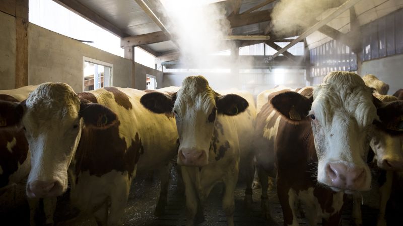 CNN image for What is Shamonda, the livestock virus found for the first time in a person in France? - CNN