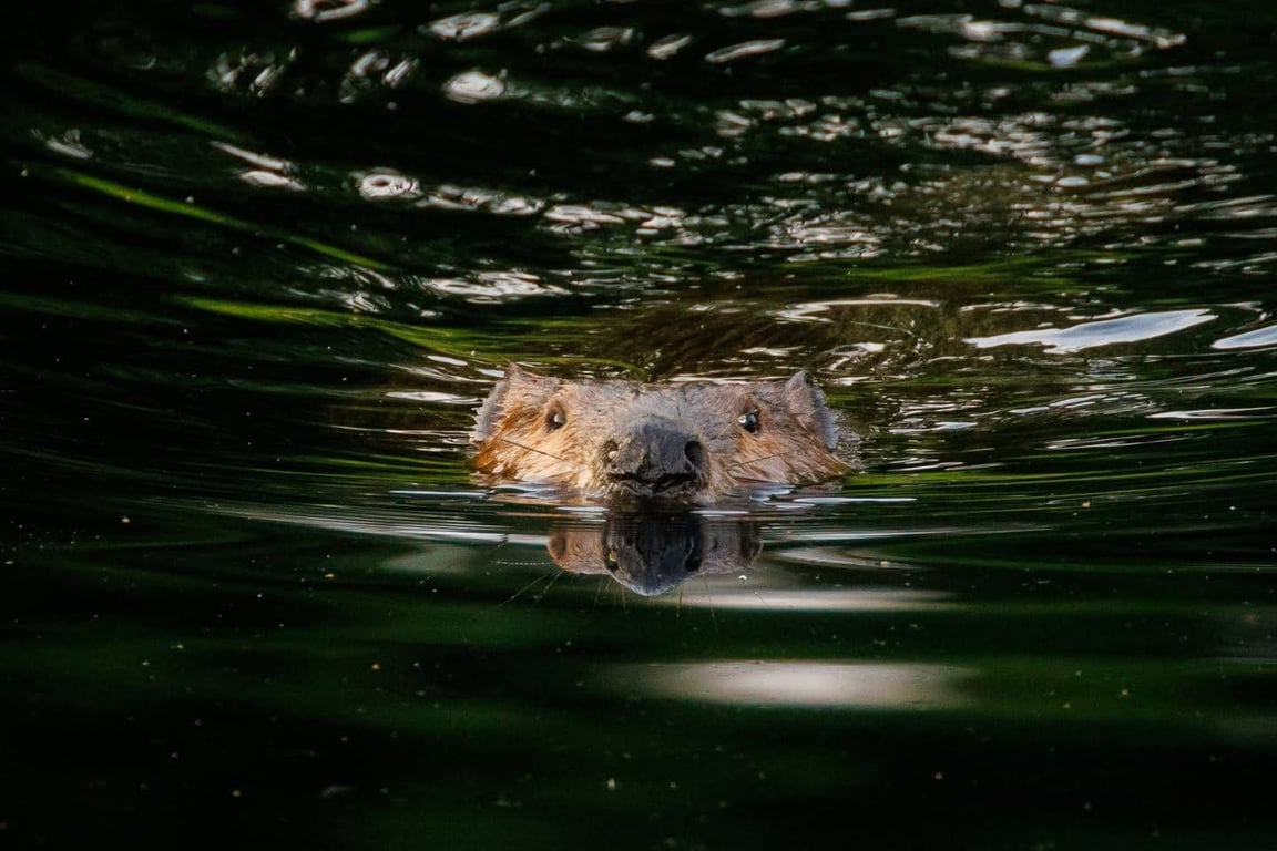 The Washington Post image for Maryland state park partially closed after rabid beavers attack visitors - The Washington Post