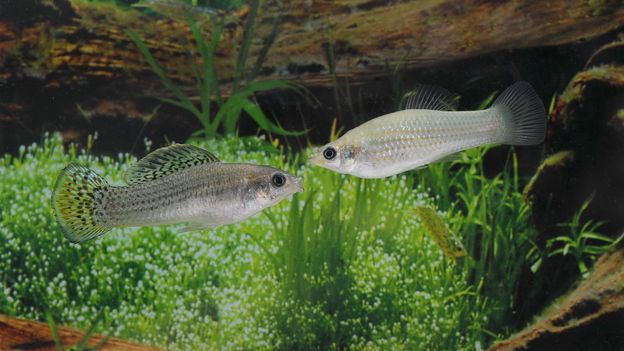 BBC News image for This fish species survived 100,000 years without males. Scientists thought it should be long dead – but it's thriving - BBC