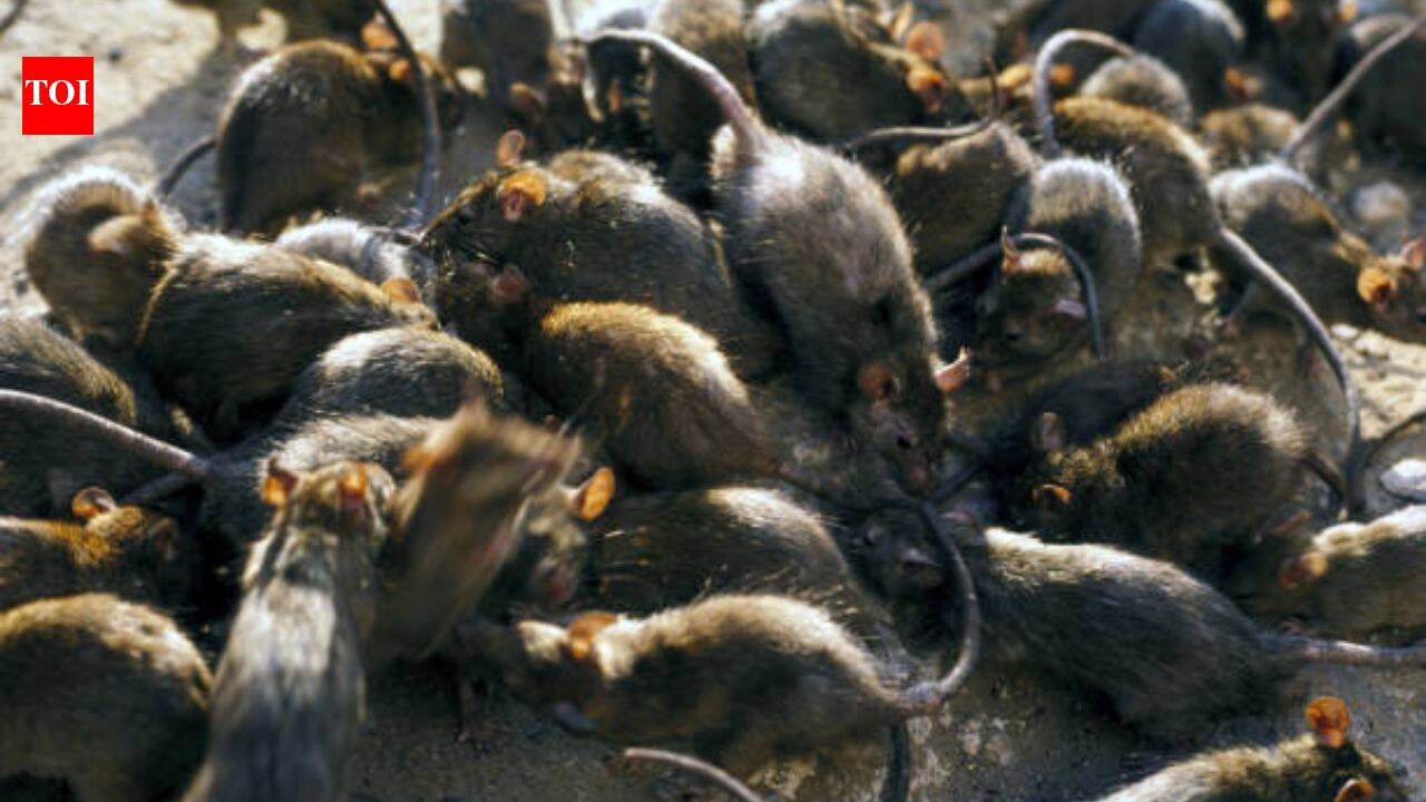 The Times of India image for Tiny reef fish flourished beside islands filled with seabirds; where rats removed the birds, the entire u - The Times of India