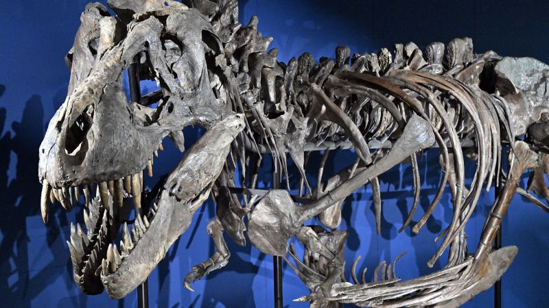 CNN image for The mystery of T. rex’s tiny arms might finally be solved - CNN