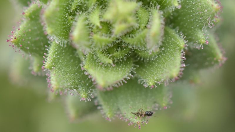 CNN image for Darwin proposed that a type of plant was carnivorous. Scientists finally proved him right - CNN
