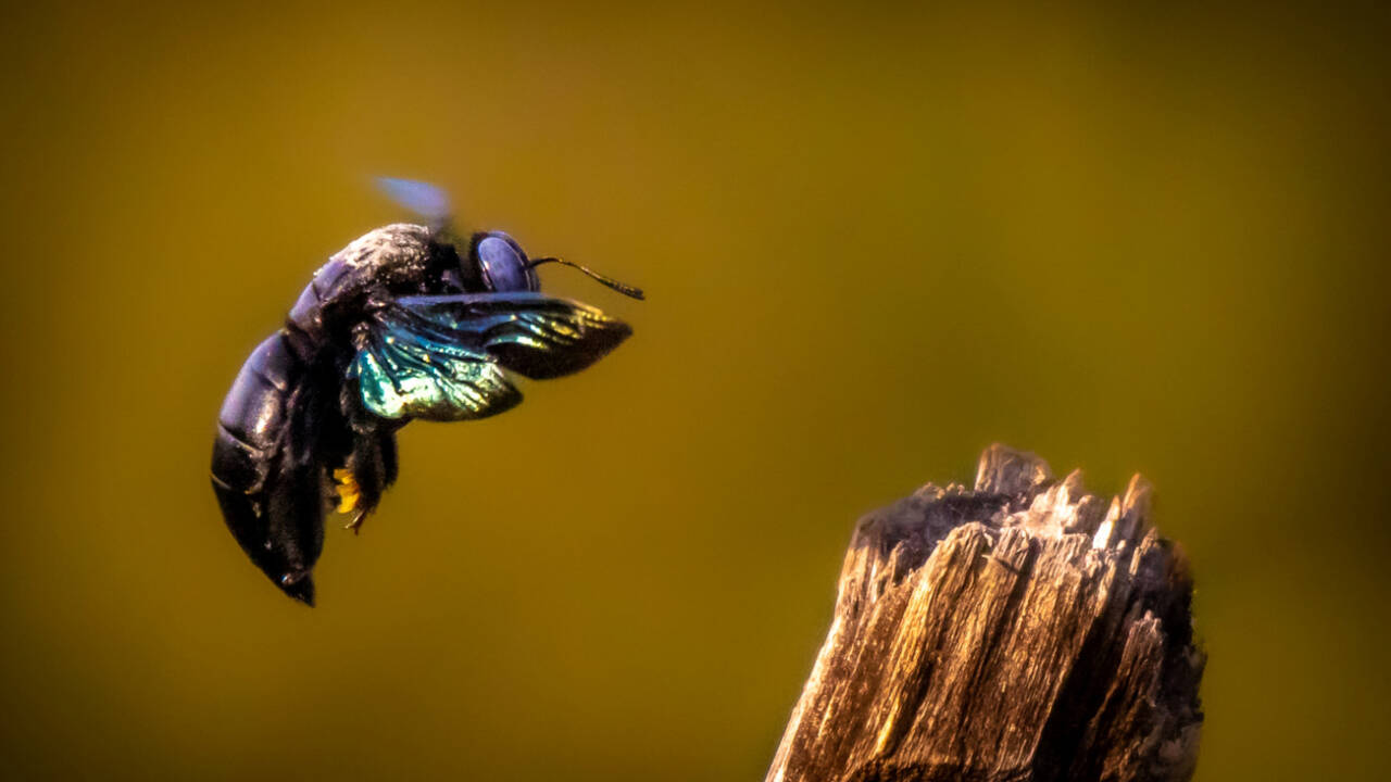 The Times of India image for Scientists exposed bumblebees to low doses of a modern pesticide; the bees survived, but genes linked to - The Times of India