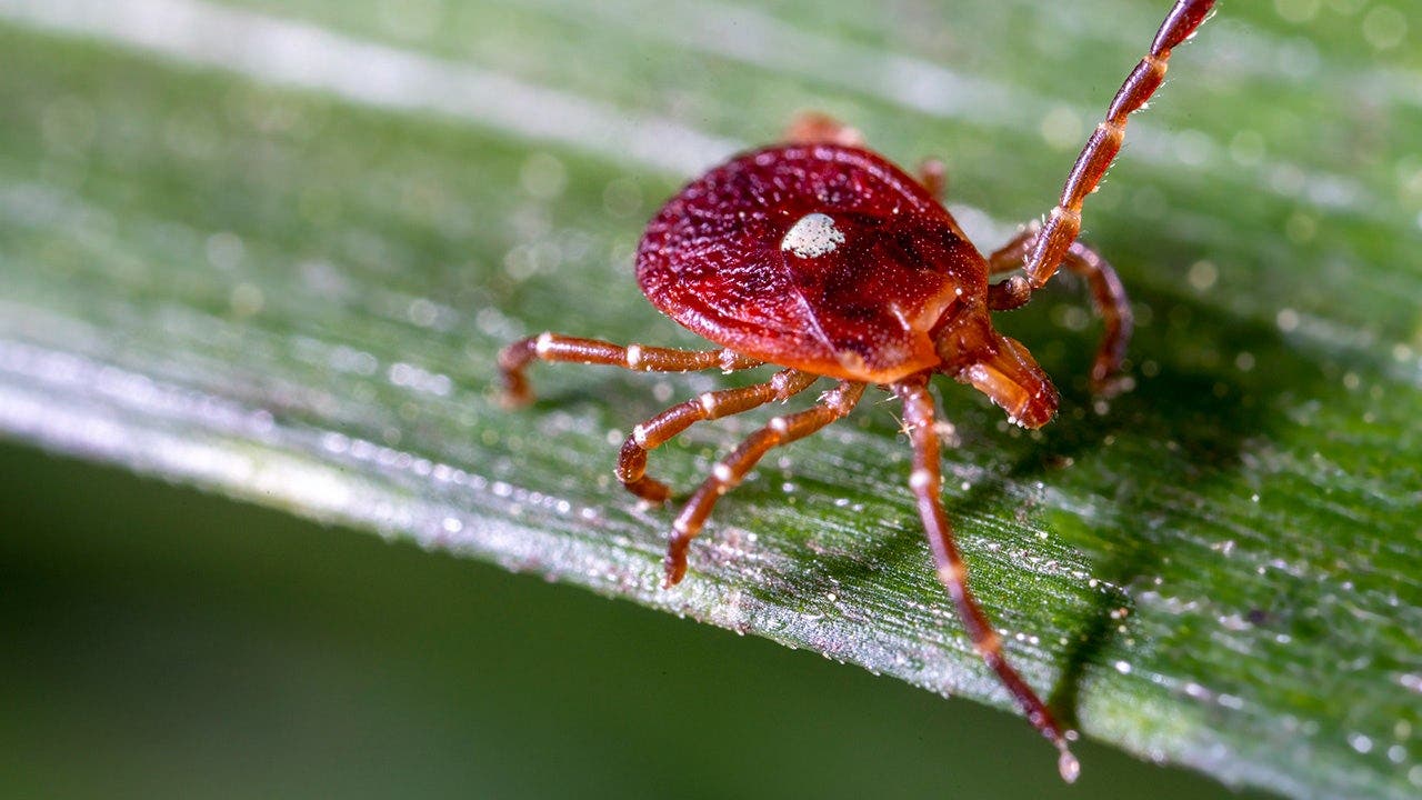 Fox News image for No cure, no vaccine: Experts warn of rare Bourbon virus after first NY case - Fox News