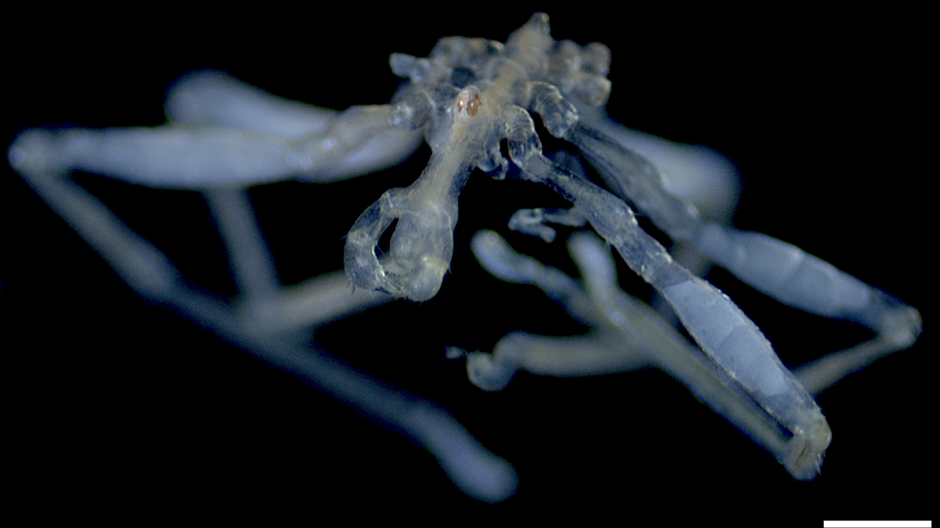 Axios image for Scientists discover hairy-legged, red-eyed "nightmare fuel" sea spiders - Axios