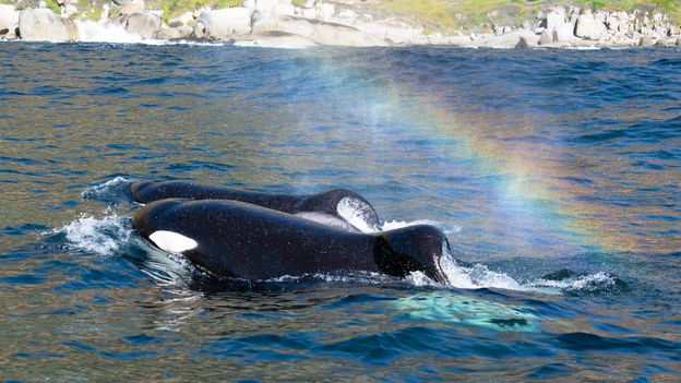 BBC News image for 'What the hell did this?': The orca brothers preying on great white sharks - BBC