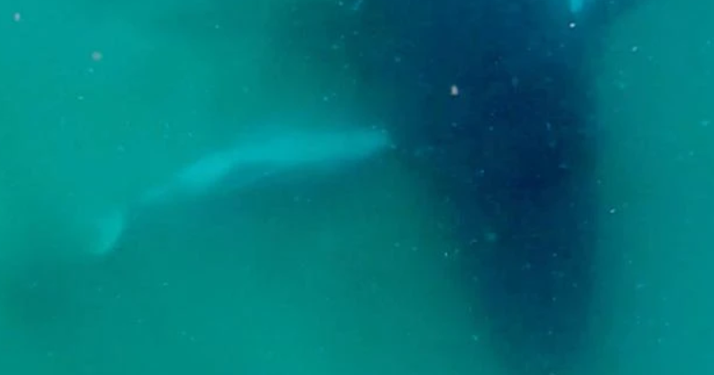 CBS News image for Humpback whale seen grieving dead calf in rare footage: "Heartbreaking to watch" - CBS News