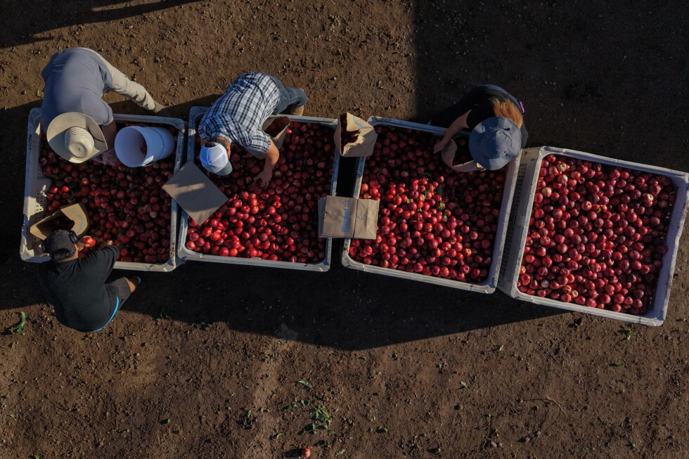 Associated Press image for California farmer and food marketer spar over who can sell white nectarines - AP News