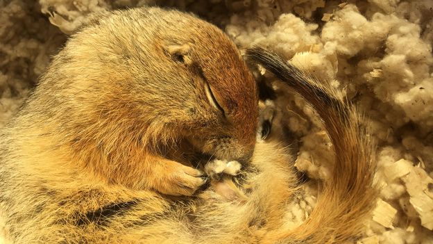 BBC News image for This super-cooled squirrel could revolutionise emergency care - BBC