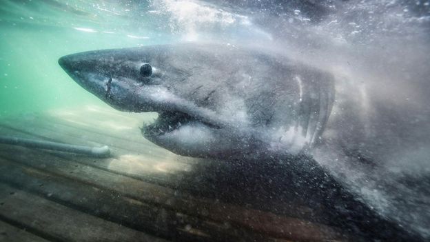 BBC News image for Canada's Atlantic waters are attracting more great white sharks - BBC
