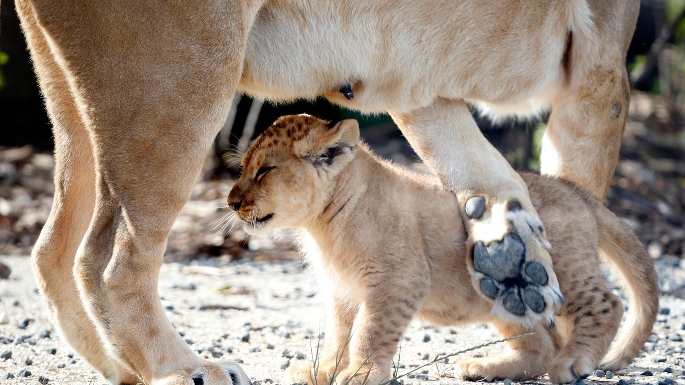 USA Today image for Be on the lookout: Lioness and large cub reported roaming in Indiana - USA Today